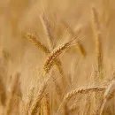 Разработанный челябинскими селекционерами сорт твердой пшеницы успешно проходит испытания
